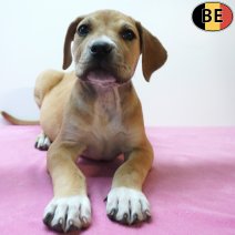 Boerboel 26-06-26 F(BE7332) 26-08-26.jpg