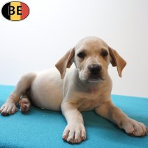 Boerboel 26-06-26 M(BE7257) 26-08-26.jpg