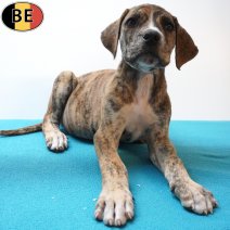 Boerboel 26-06-26 M(BE7245) 26-08-26.jpg