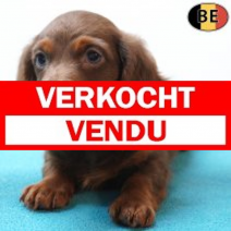 Teckel Langhaar 24-06-26 M(BE1327) 26-08-26.verkocht-vendu