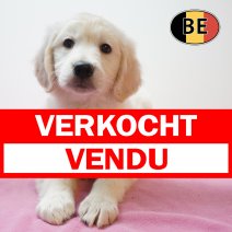 Golden Retriever 27-06-26 F (BE5927) 26-08-26 verkocht - vendu.jpg