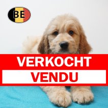 Goldendoodle 21-06-26 M (BE9774) 26-08-26 verkocht - vendu.jpg
