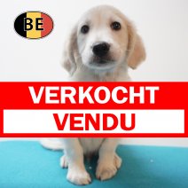 Golden Retriever 27-06-26 M (BE9934) 26-08-26 verkocht - vendu.jpg
