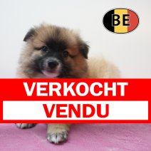 Keesje 23-06-26 F (BE7408) 22-08-26 verkocht - vendu.jpg