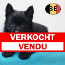 Schipperke 02-07-26 M (BE7679) 22-08-26 Verkocht - Vendu.jpg