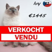 Ragdoll Ivy 07-02-26 F(CZ2111) 10-08-26  Verkocht - Vendu.jpg