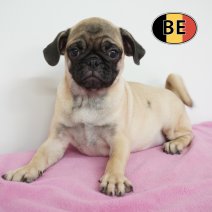Mops 12-05-2026 F (BE1306) 28-08-26.JPG