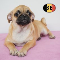 Mops 23-04-26 F (BE0482) 28-08-2026.JPG