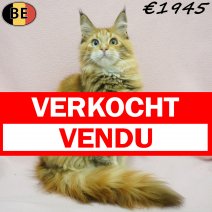 Maine Coon 19-03-26 F(BE6283) 12-08-26 verkocht - vendu.jpg