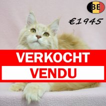 Maine Coon 19-03-26 F(BE6275) 12-08-26 verkocht - vendu.jpg