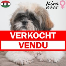 Shih Tzu Kira 02-02-2026 F(HU6782) 17-08-26 verkocht - vendu.jpg