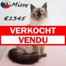 Ragdoll Missy 07-02-26 F(CZ2113) 10-08-26 verkocht - vendu.jpg