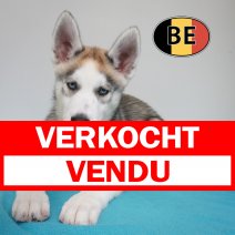 Husky 08-06-26 M (BE6191) 21-08-26 verkocht - vendu.jpg