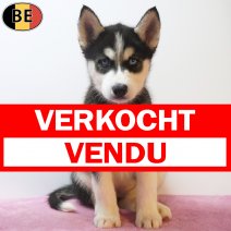 Siberische Husky 22-05-26 F(BE7220) 22-07-26 verkocht - vendu.jpg