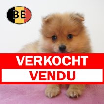 Keesje 23-06-26 F (BE7390) 22-08-26 verkocht - vendu.jpg