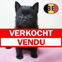 Schipperke 02-07-26 F (BE7671) 22-08-26 verkocht - vendu.jpg
