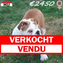 Engelse Bulldog 09-03-2026 F(HU7813) 10-08-26 verkocht - vendu.jpg