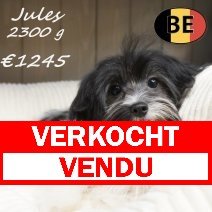 Biewer Yorkshire Jules 25-03-26 M(BE6674) 08-08-26 verkocht - vendu.jpg