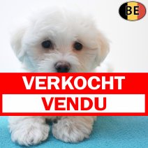 Maltezer 05-06-26 M(BE6208) 21-08-26 verkocht - vendu.jpg