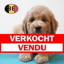 Goldendoodle 21-06-26 M (BE0555) 26-08-26 verkocht -vendu.jpg