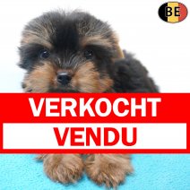 Yorkshire Terrier 19-06-26 M(BE3116) 19-08-26 verkocht - vendu.jpg