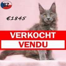 Maine Coon 31-03-26 F(CZ6833) 22-07-26 verkocht - vendu.jpg