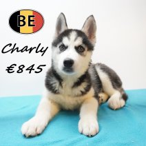 Siberische Husky Charly 22-05-26 M(BE7201) 08-08-26.jpg