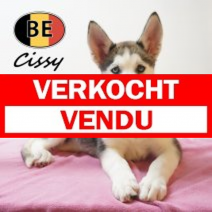 Husky 08-06-26 Cissy F(BE6196) 21-08-26.verkocht-vendu