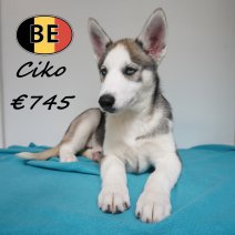 Husky 08-06-26 Ciko M(BE6200) 21-08-26.jpg