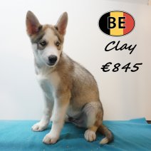 Husky 08-06-26 Clay M(BE6187) 21-08-26.jpg