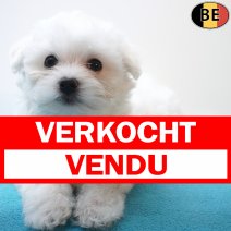 Maltezer 05-06-26 M(BE7309) 21-08-26 verkocht - vendu.jpg