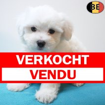 Maltezer 24-06-26 M(BE7355) 21-08-26 verkocht - vendu.jpg