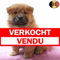 Chow Chow 23-06-26 F(BE1371) 19-08-26 verkocht - vendu.jpg