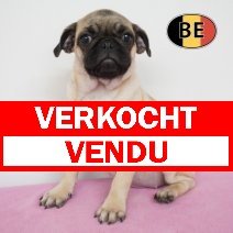 Mops 12-05-2026 F (BE0546) 28-08-26 verkocht - vendu.jpg