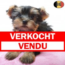 Yorkshire Terrier 19-06-26 F(BE0673) 19-08-26 verkocht - vendu.jpg