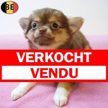 Chihuahua 29-05-26 F(BE4322) 29-07-26 verkocht - vendu.jpg