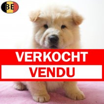 Chow Chow 23-06-26 F(BE5855) 19-08-26 verkocht - vendu.jpg