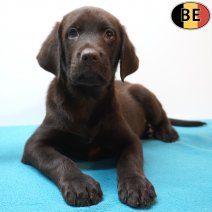 Labrador Retriever 29-06-26 M(BE9032) 02-09-26.jpg