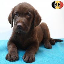 Labrador Retriever 29-06-26 M(BE9230) 02-09-26.jpg