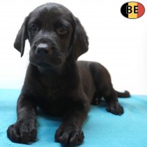 Labrador Retriever 29-06-26 M(BE7397) 02-09-26.jpg