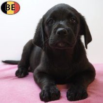 Labrador Retriever 29-06-26 F(BE9710) 02-09-26.jpg
