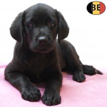 Labrador Retriever 29-06-26 F(BE9959) 02-09-26.jpg