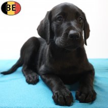 Labrador Retriever 29-06-26 M(BE9656) 02-09-26.jpg