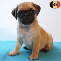 Mops 09-07-26 M(BE1549) 02-09-26.jpg