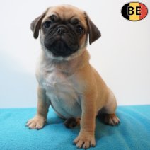 Mops 09-07-26 M(BE3172) 02-09-26.jpg
