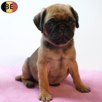 Mops 09-07-26 F(BE4019) 02-09-26.jpg