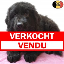 Duitse Herder 19-06-26 F(BE6212) 19-08-26 verkocht  - vendu.jpg