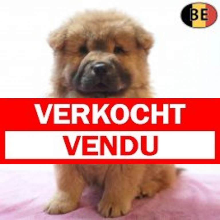 Chow Chow 23-06-26 F(BE8925) verkocht.jpg