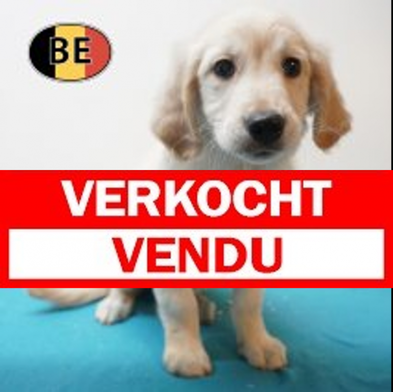Golden Retriever 27-06-26 M (BE9958) verkocht.JPG