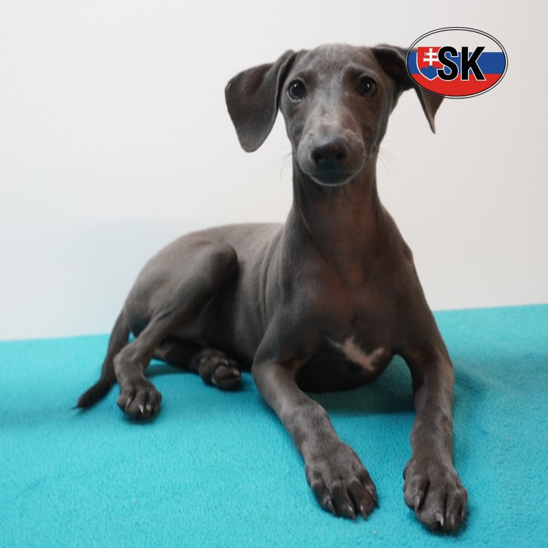 Italiaanse windhond 05-05-26 M(SK3476) 03-09-26.jpg